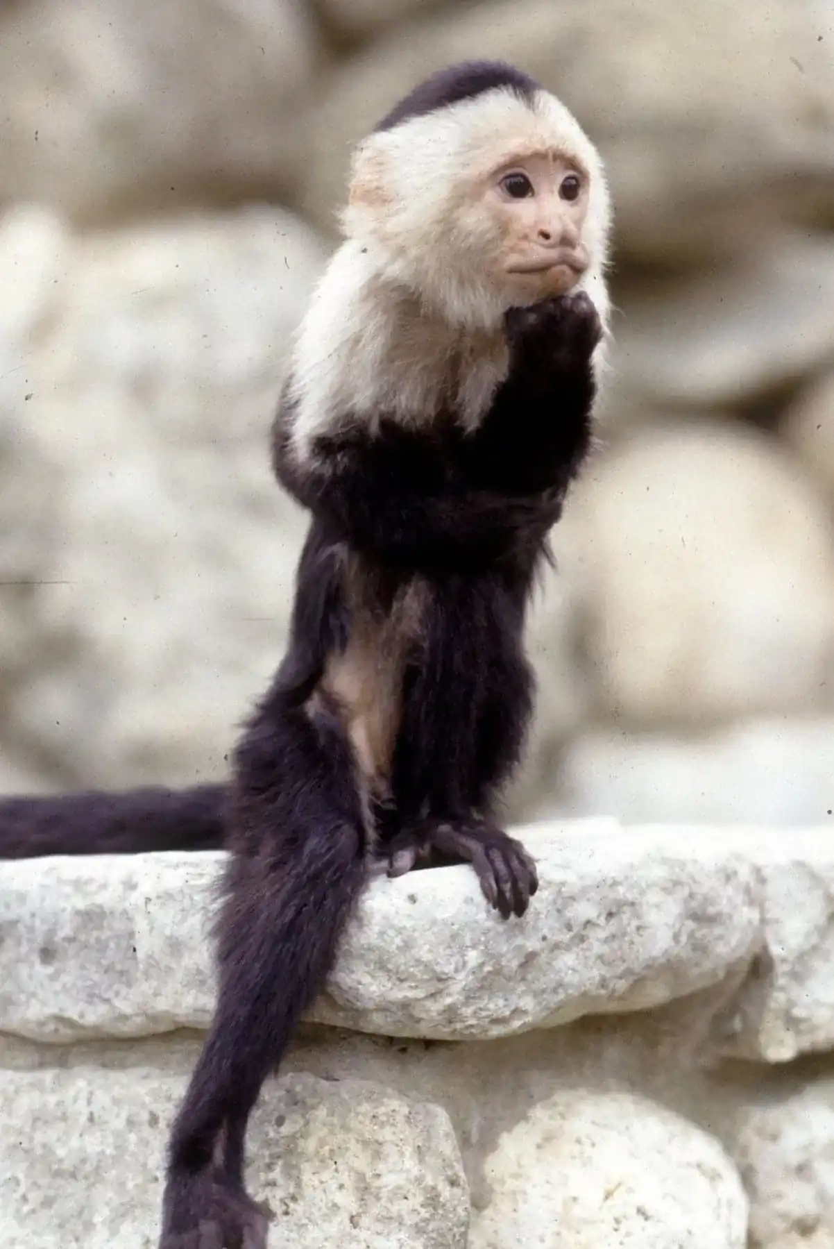 Binx the Monkey