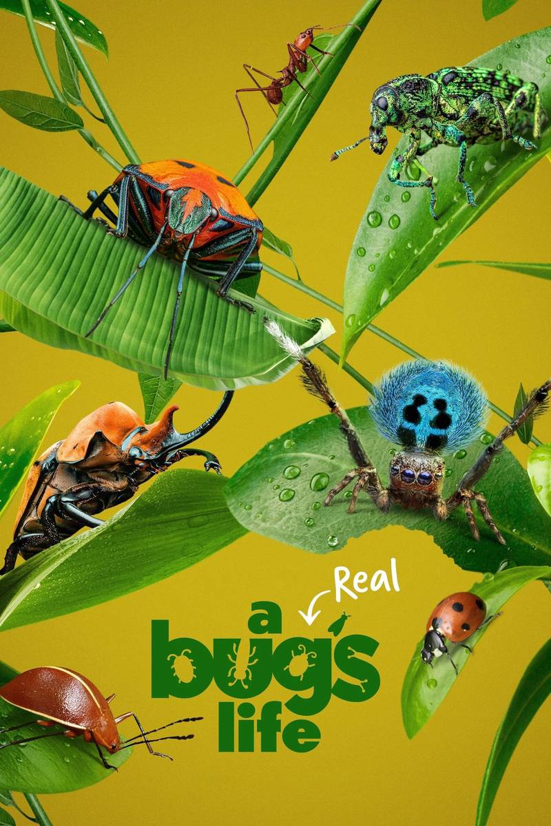 Poster chính thức của phim Phim Tài Liệu "A Real Bug's Life" (A Real Bug's Life - 2024), với sự tham gia của diễn viên Awkwafina.