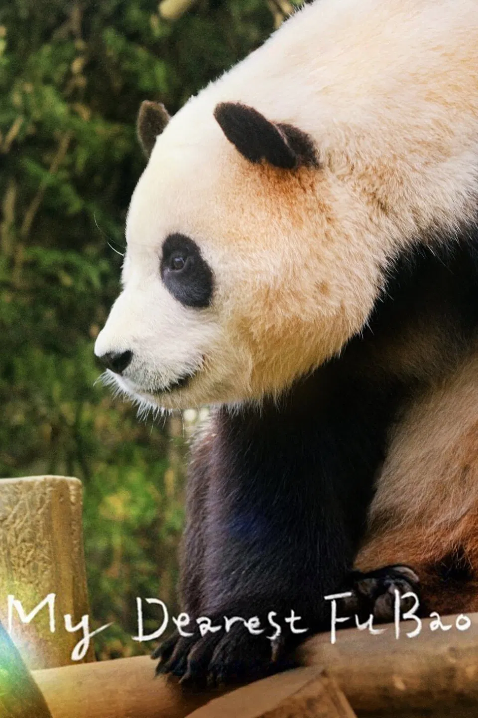 Poster chính thức của phim Phim Tài Liệu, Phim Hoạt Hình "Bảo Bối Của Ông" (My Dearest Fu Bao - 2024), với sự tham gia của diễn viên Fu Bao và Ai Bao.