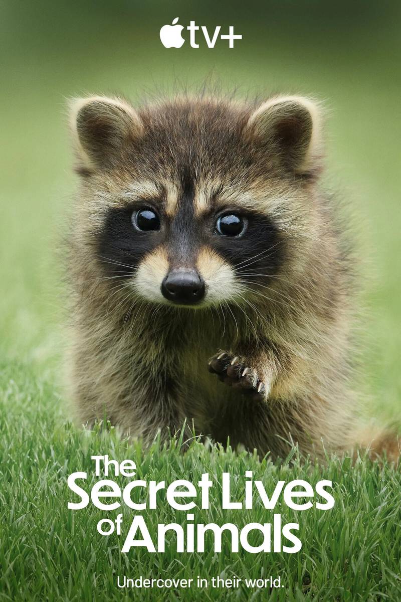 Poster chính thức của phim Phim Tài Liệu "Bí Ẩn Về Thế Giới Động Vật" (The Secret Lives of Animals - 2024), với sự tham gia của diễn viên Hugh Bonneville.