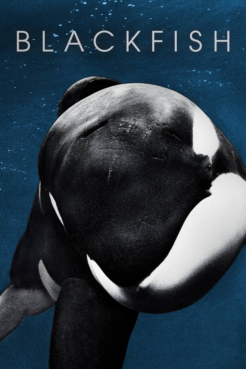 Poster chính thức của phim Phim Tài Liệu "Cá Đen" (Blackfish - 2013), với sự tham gia của diễn viên Ken Balcomb và Mark Simmons.
