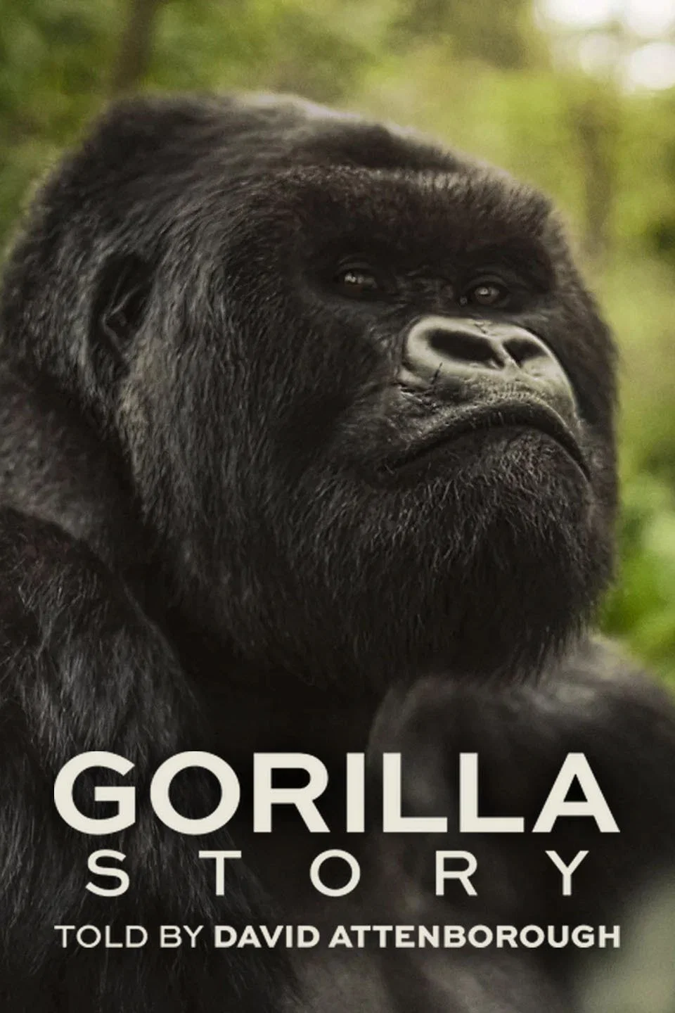 Poster chính thức của phim Phim Tài Liệu "Câu Chuyện Khỉ Đột: Qua Lời Kể Của David Attenborough" (A Gorilla Story: Told by David Attenborough - 2026), với sự tham gia của diễn viên David Attenborough.