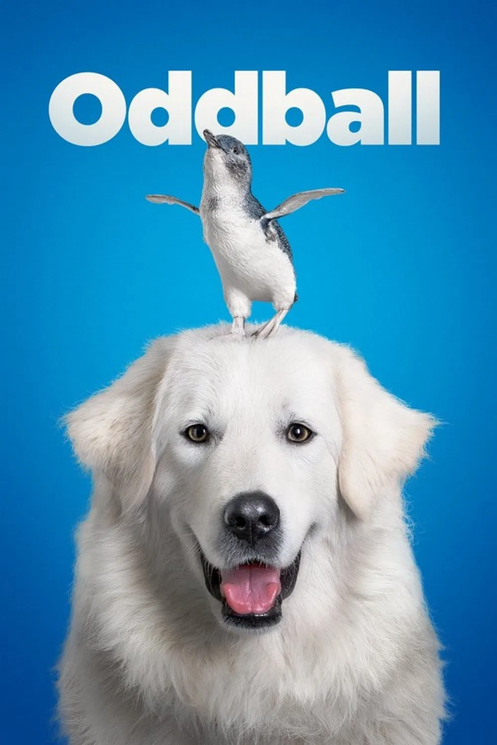 Poster chính thức của phim Phim Gia Đình, Phim Phiêu Lưu "Chú Chó OddBall" (Oddball - 2015), với sự tham gia của diễn viên Shane Jacobson và Sarah Snook.
