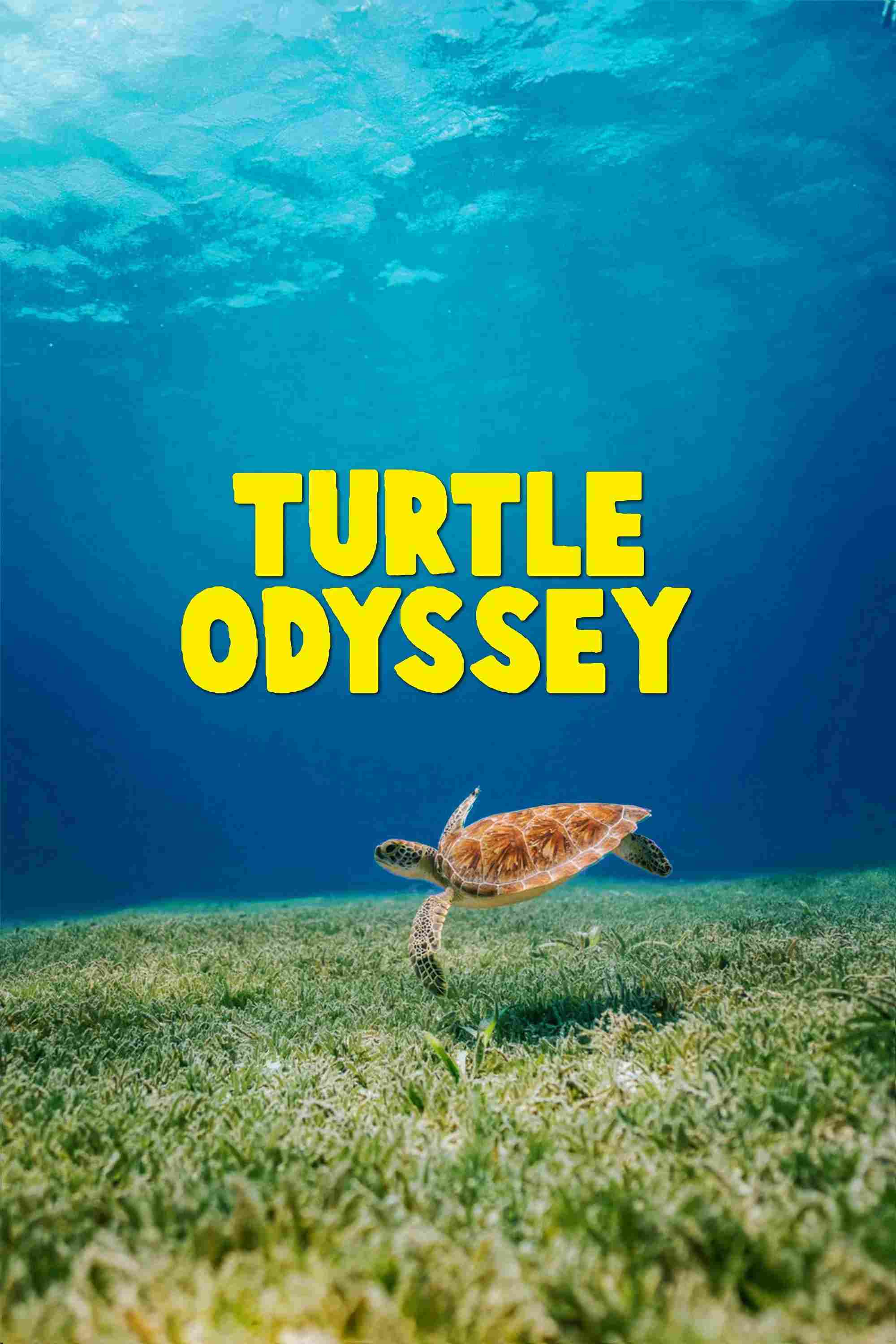 Poster chính thức của phim Phim Tài Liệu "Cuộc Phiêu Lưu Của Rùa" (Turtle Odyssey - 2018), với sự tham gia của diễn viên Russell Crowe.