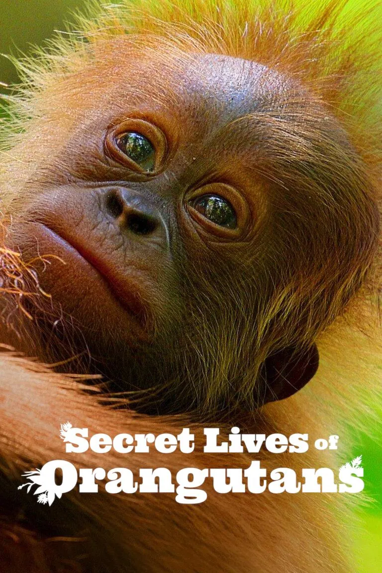 Poster chính thức của phim Phim Tài Liệu "Cuộc sống bí mật của đười ươi" (Secret Lives of Orangutans - 2024), với sự tham gia của diễn viên David Attenborough.
