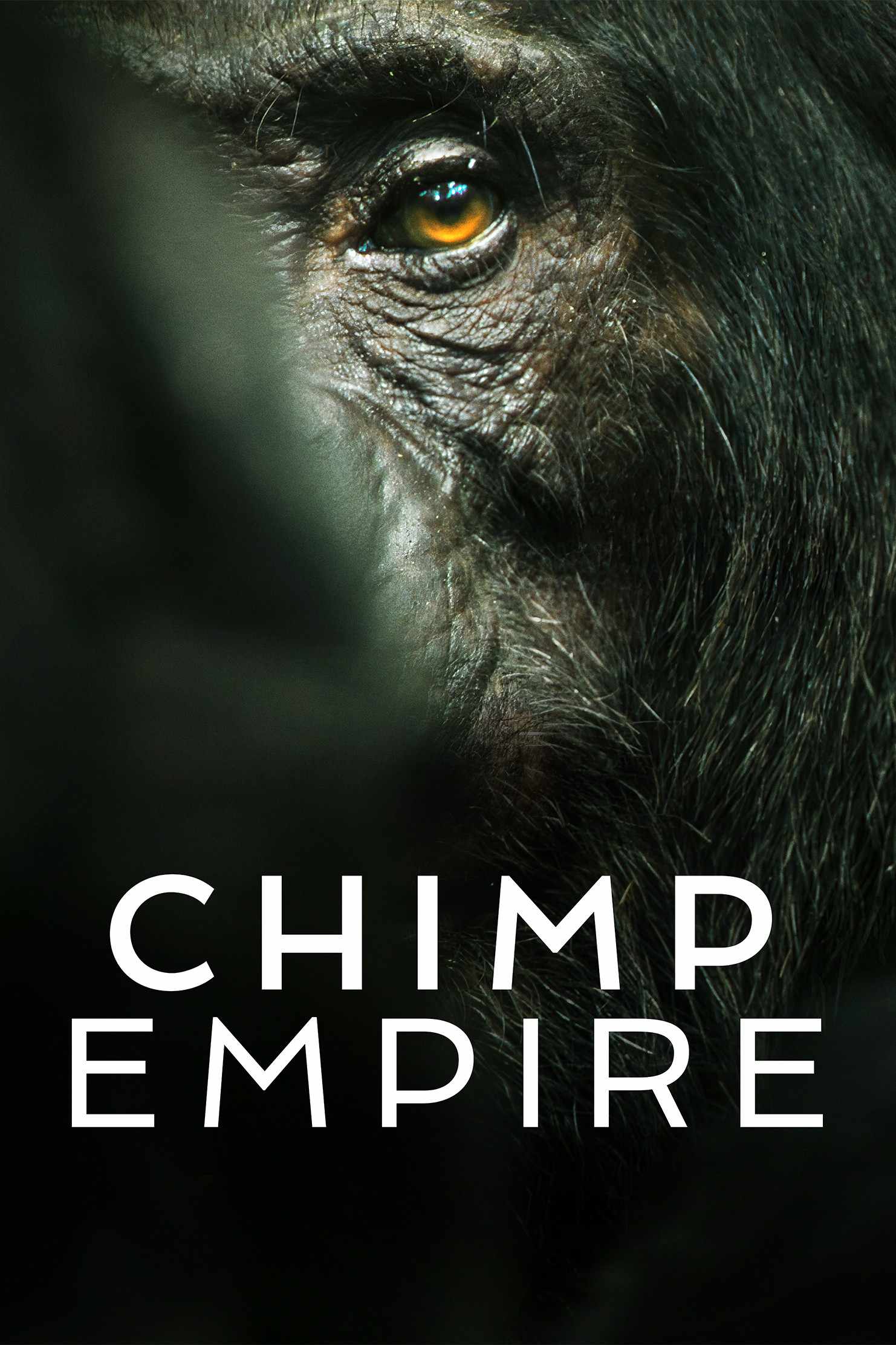 Poster chính thức của phim Phim Tài Liệu "Đế Chế Tinh Tinh" (Chimp Empire - 2023), với sự tham gia của diễn viên Mahershala Ali.