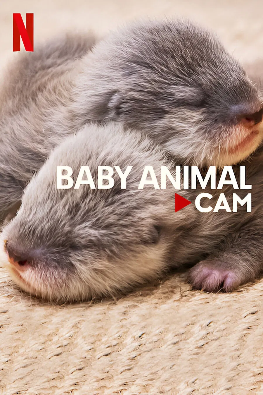 Poster chính thức của phim Phim Tài Liệu "Động vật bé cưng trên camera" (Baby Animal Cam - 2023).