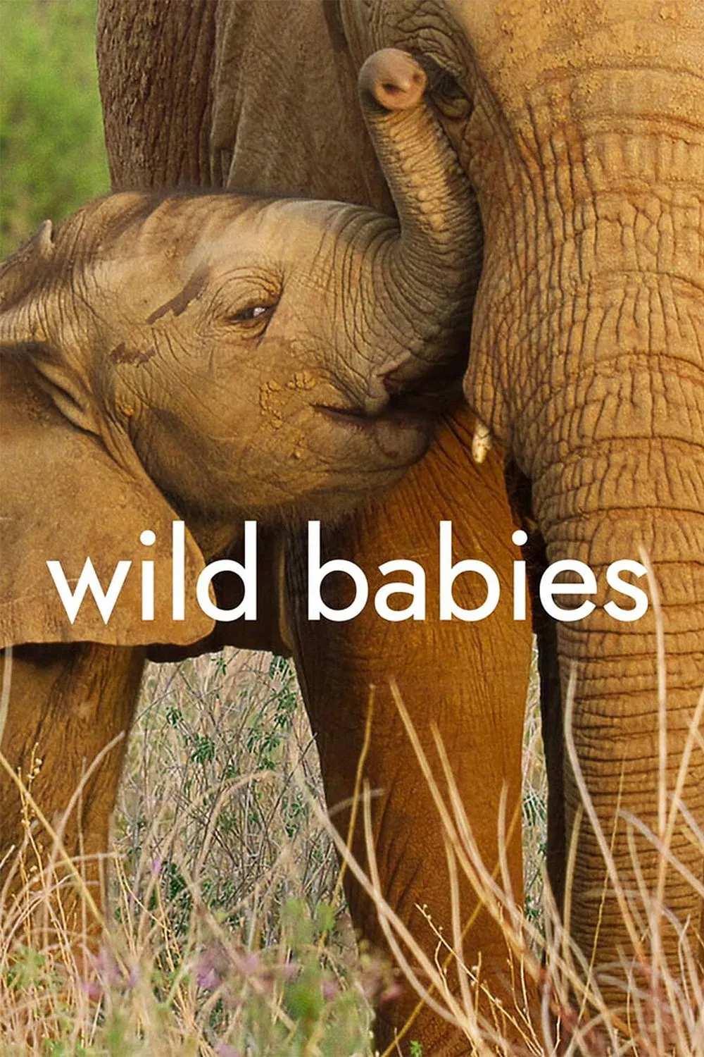 Poster chính thức của phim Phim Tài Liệu "Động Vật Chào Đời" (Wild Babies - 2022), với sự tham gia của diễn viên Helena Bonham Carter.