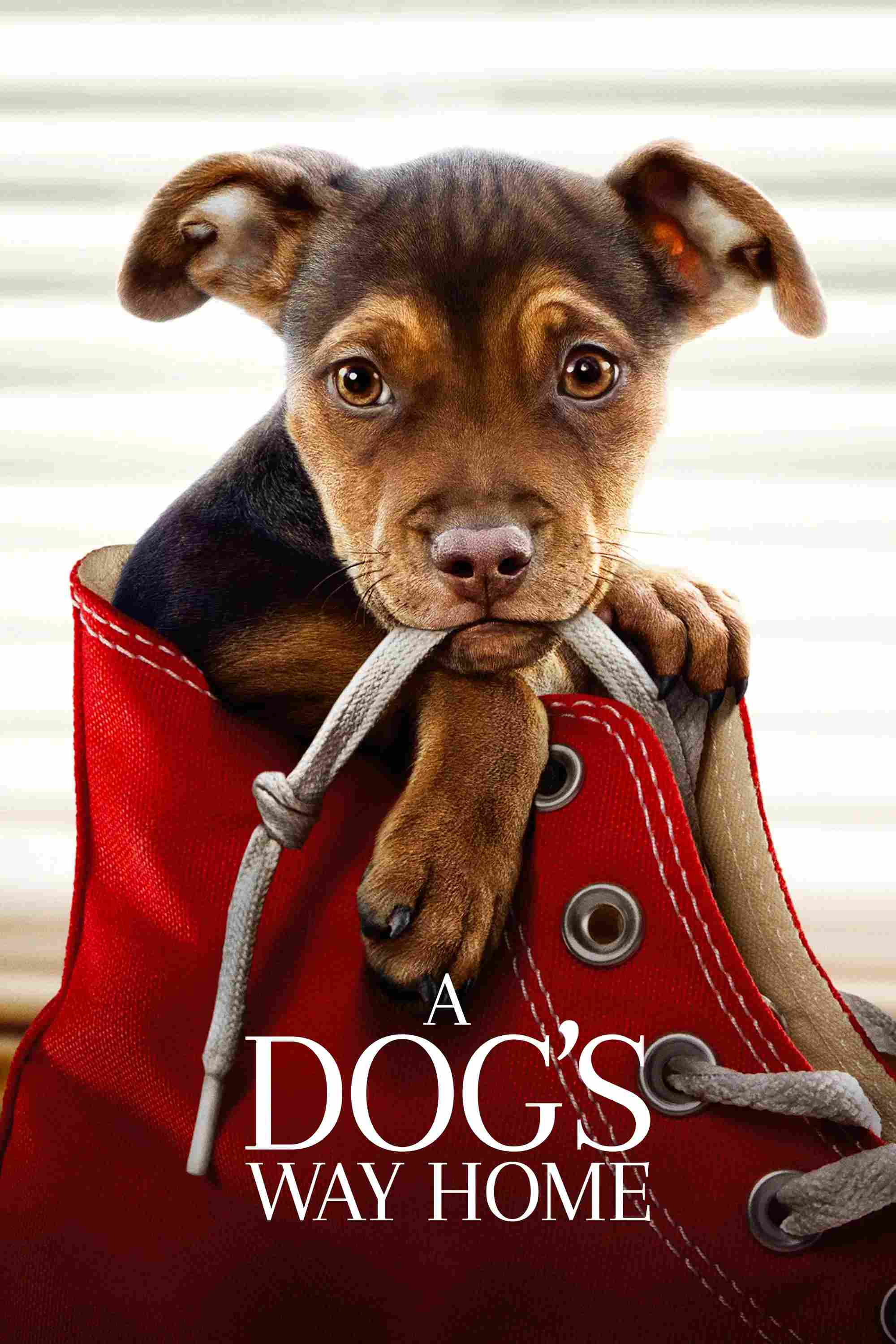 Poster chính thức của phim Phim Tâm Lý, Phim Phiêu Lưu "Đường Về Nhà Của Cún Con" (A Dog's Way Home - 2019), với sự tham gia của diễn viên Bryce Dallas Howard và Jonah Hauer-King.