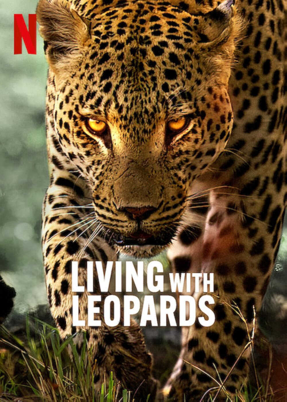 Poster phim Living with Leopards