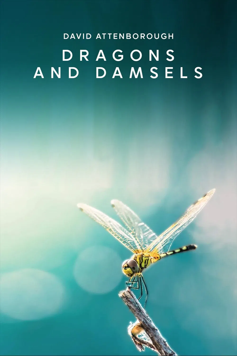 Poster chính thức của phim Phim Tài Liệu "Loài Chuồn Chuồn" (Dragons and Damsels - 2019), với sự tham gia của diễn viên David Attenborough.