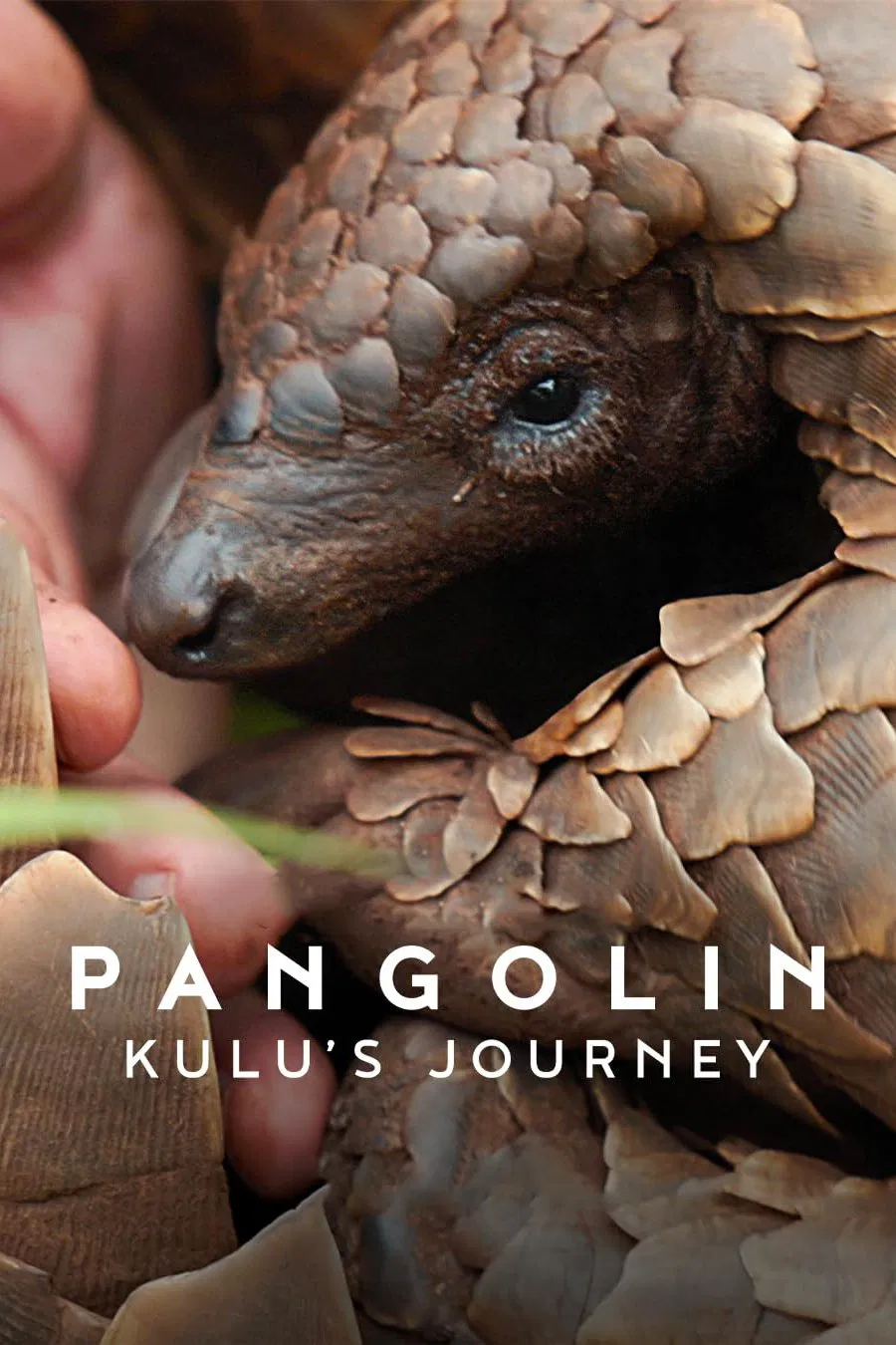 Poster chính thức của phim Phim Tài Liệu "Loài Tê Tê: Hành Trình Của Kulu" (Pangolin: Kulu's Journey - 2025).