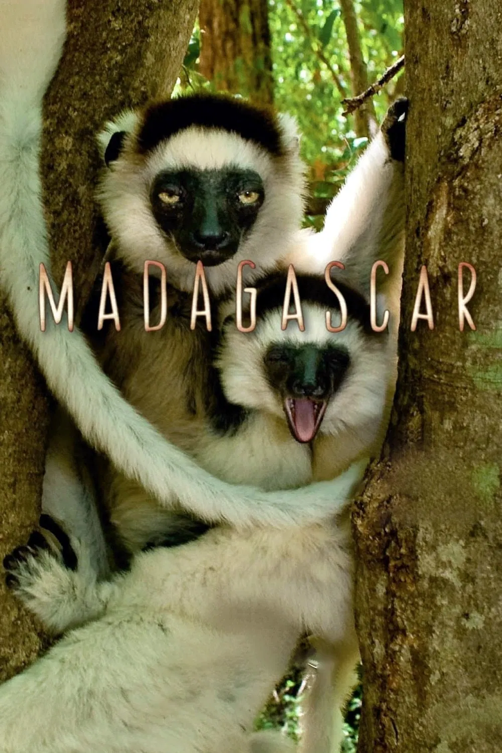 Poster chính thức của phim Phim Tài Liệu "Madagascar 2011" (Madagascar - 2011), với sự tham gia của diễn viên David Attenborough.
