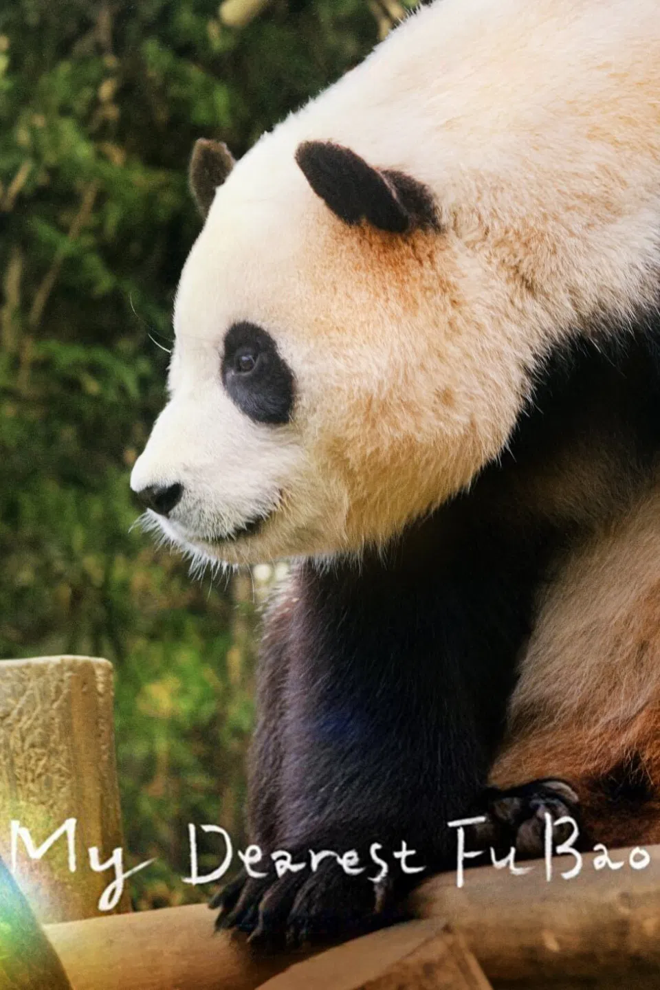 Poster chính thức của phim Phim Tài Liệu, Phim Hoạt Hình "Fu Bao: Bảo Bối Của Ông" (My Dearest Fu Bao - 2024), với sự tham gia của diễn viên Fu Bao và Ai Bao.