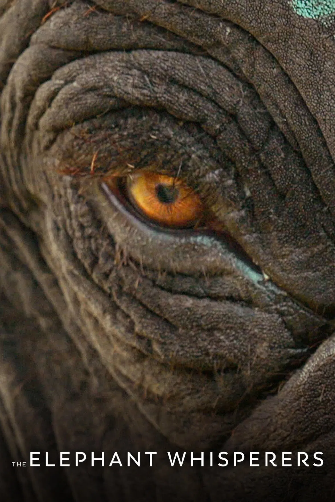 Poster chính thức của phim Phim Tài Liệu "Người chăm voi" (The Elephant Whisperers - 2022).