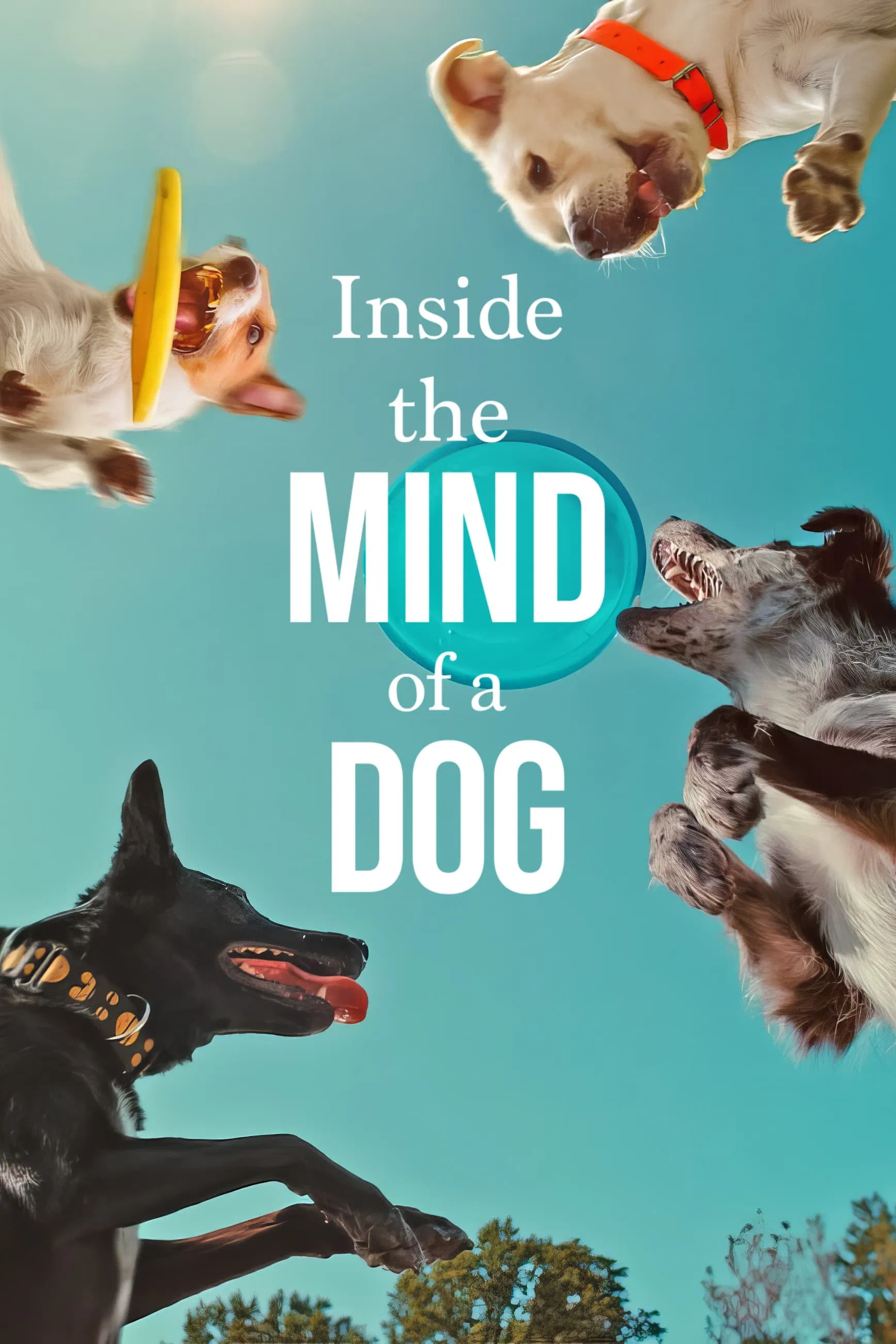 Poster chính thức của phim Phim Tài Liệu "Những chú chó nghĩ gì" (Inside the Mind of a Dog - 2024), với sự tham gia của diễn viên Rob Lowe.