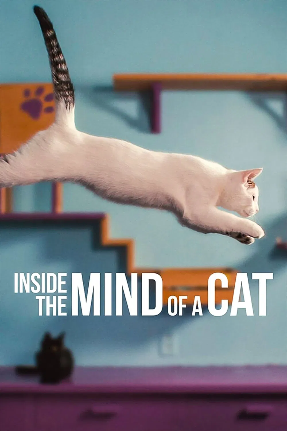 Poster chính thức của phim Phim Tài Liệu "Những Chú Mèo Nghĩ Gì" (Inside the Mind of a Cat - 2022), với sự tham gia của diễn viên Neil Wilson và Dr. Bruce Kornriech.
