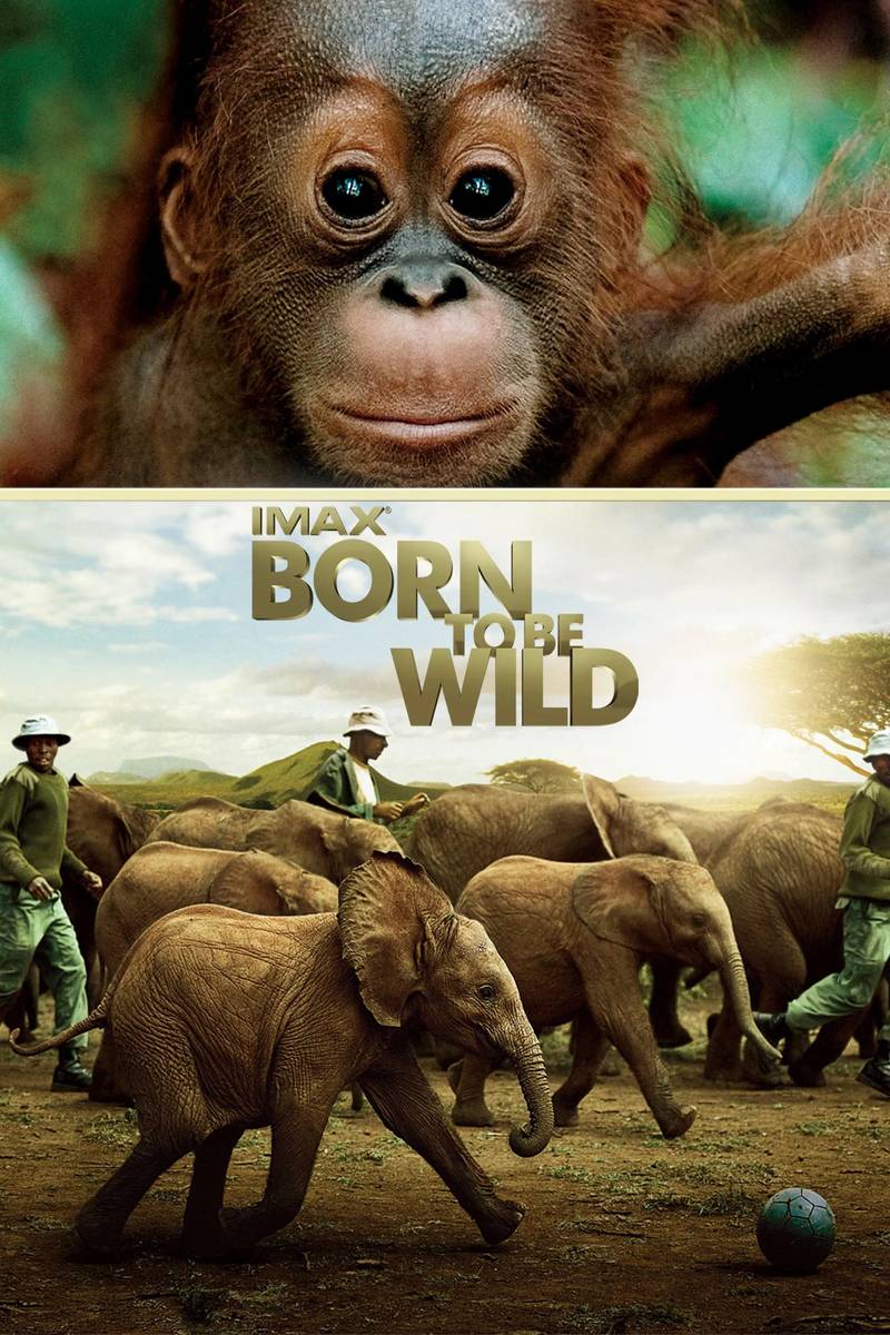 Poster chính thức của phim Phim Tài Liệu, Phim Phiêu Lưu "Những Loài Vật Mồ Côi" (Born to Be Wild - 2011), với sự tham gia của diễn viên Morgan Freeman.
