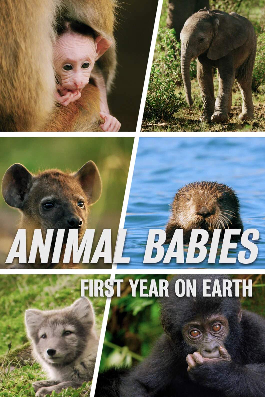 Poster chính thức của phim Phim Tài Liệu "Những Sinh Linh Non Nớt: Năm Đầu Tiên Trên Trái Đất" (Animal Babies: First Year On Earth - 2019), với sự tham gia của diễn viên Wunmi Mosaku.