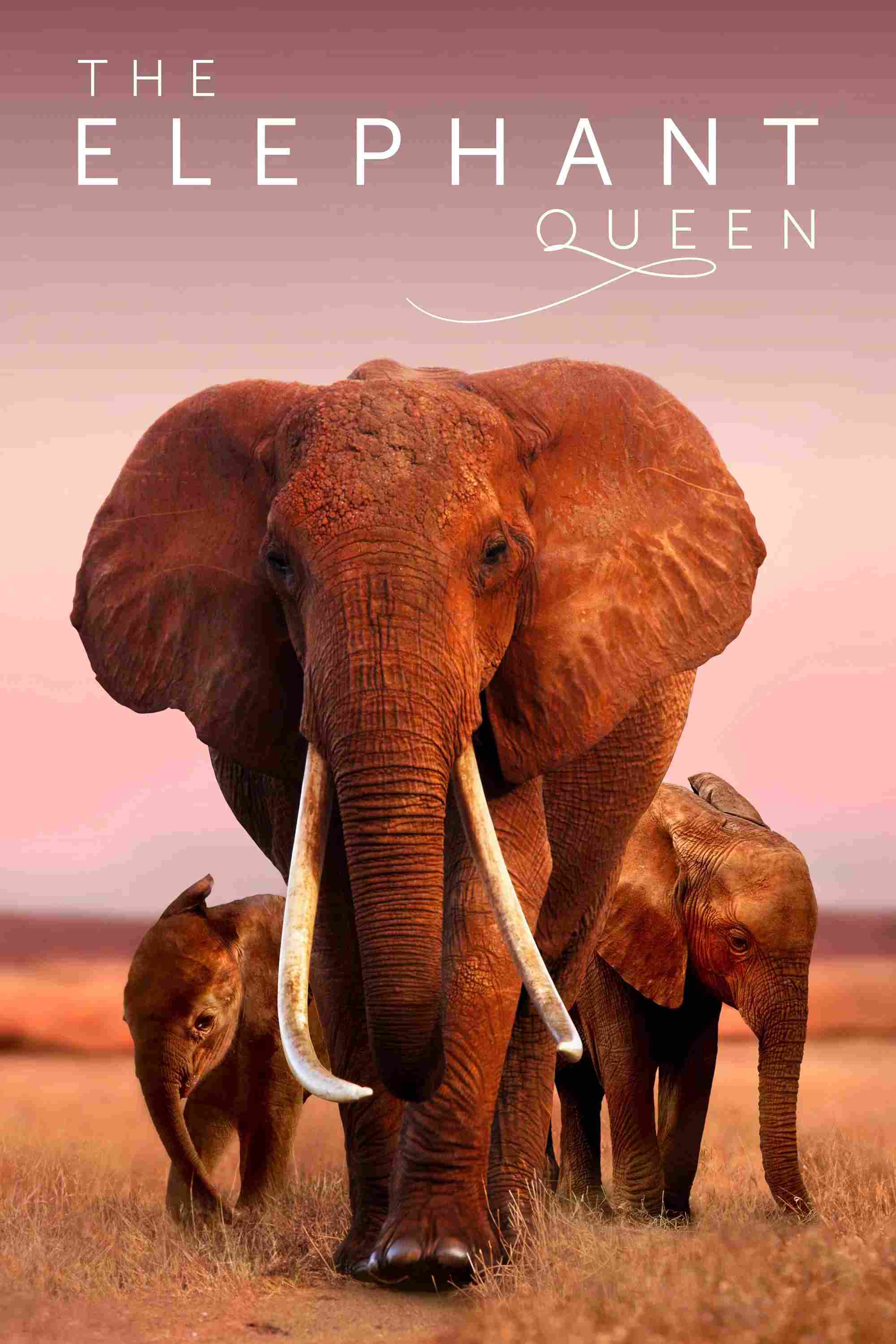 Poster chính thức của phim Phim Tài Liệu, Phim Gia Đình "Nữ Hoàng Voi" (The Elephant Queen - 2019), với sự tham gia của diễn viên Chiwetel Ejiofor.