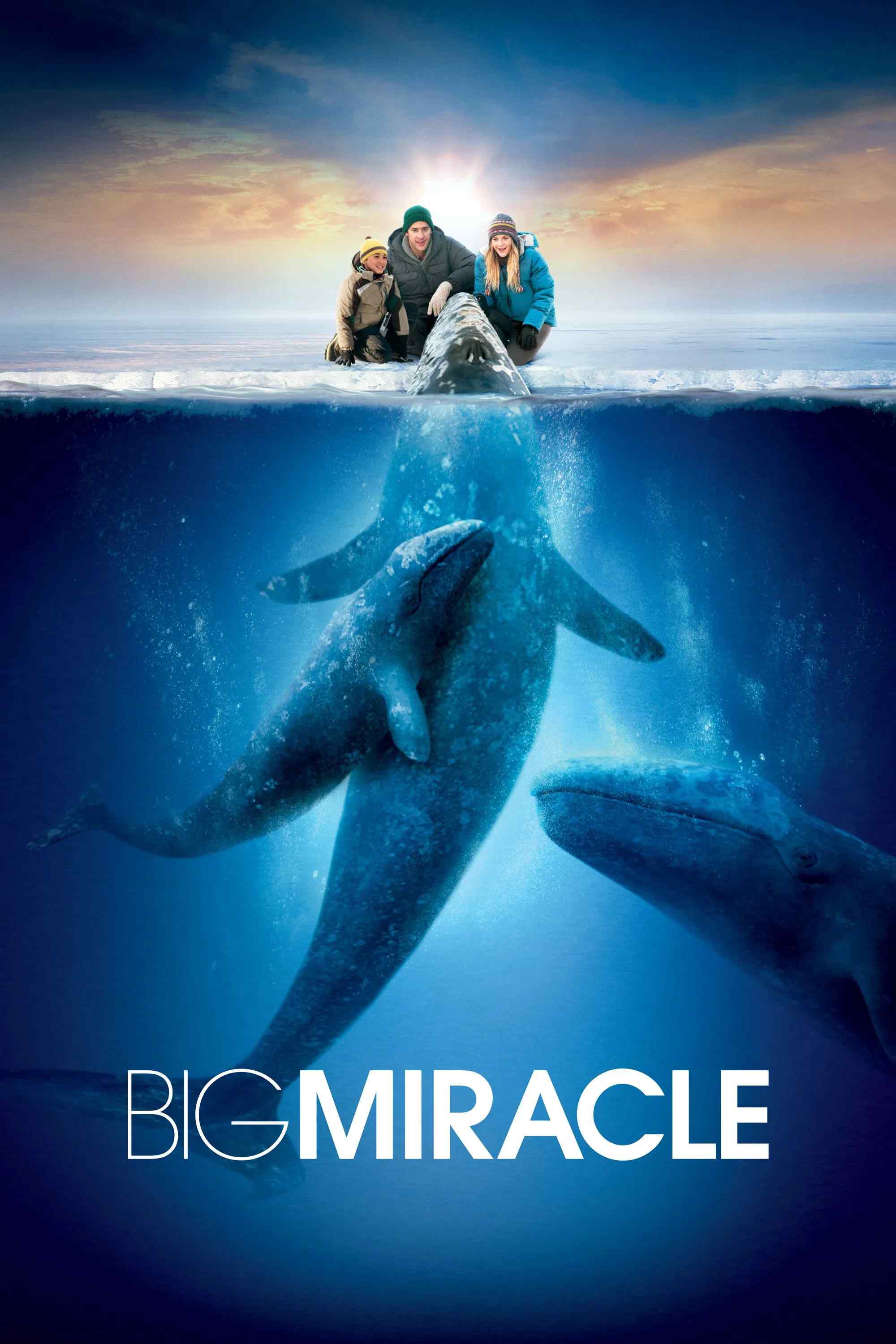 Poster chính thức của phim Phim Phiêu Lưu, Phim Tâm Lý "Phép Màu" (Big Miracle - 2012), với sự tham gia của diễn viên Drew Barrymore và John Krasinski.