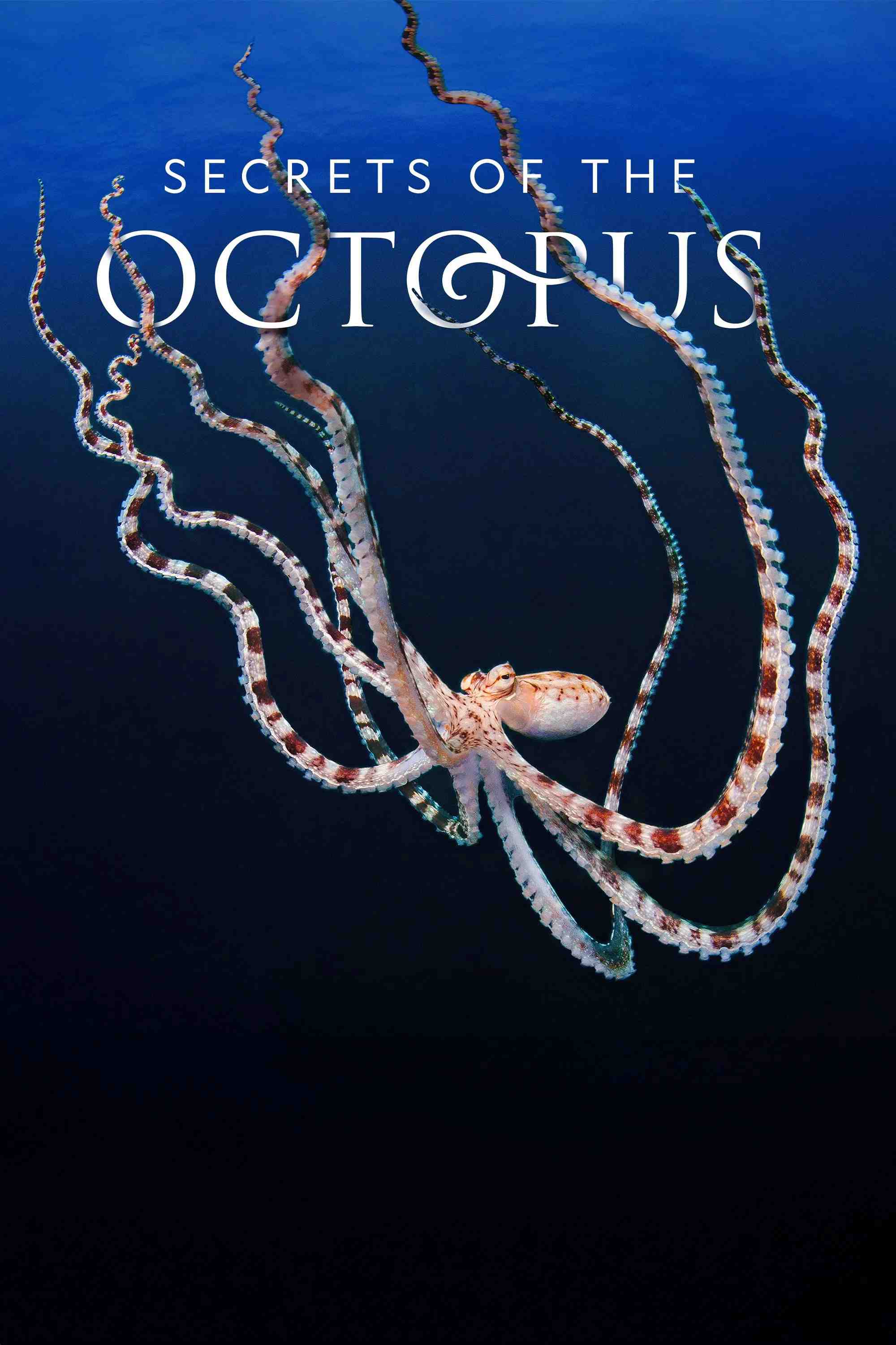 Poster chính thức của phim Phim Tài Liệu "Secrets of the Octopus" (Secrets of the Octopus - 2024), với sự tham gia của diễn viên Paul Rudd và James Cameron.