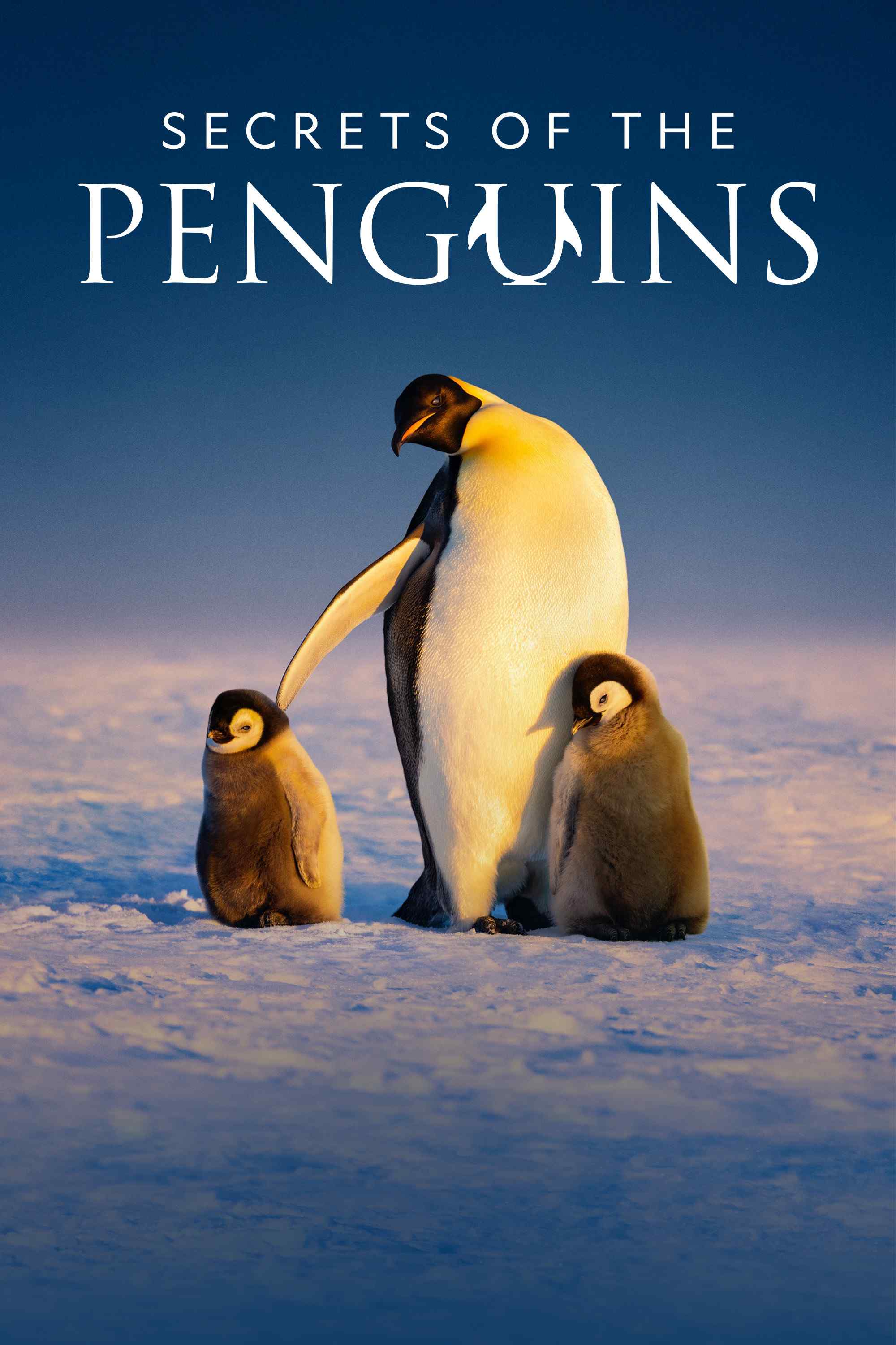 Poster chính thức của phim Phim Tài Liệu "Secrets of the Penguins" (Secrets of the Penguins - 2025), với sự tham gia của diễn viên Blake Lively và Bertie Gregory.