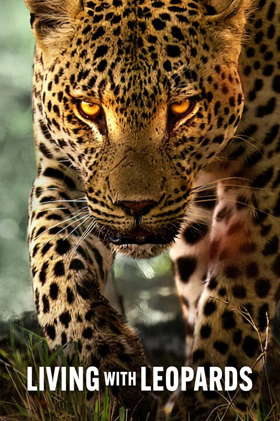 Poster chính thức của phim Phim Tài Liệu "Sống Cùng Báo Hoa" (Living with Leopards - 2024), với sự tham gia của diễn viên Brad Bestelink.