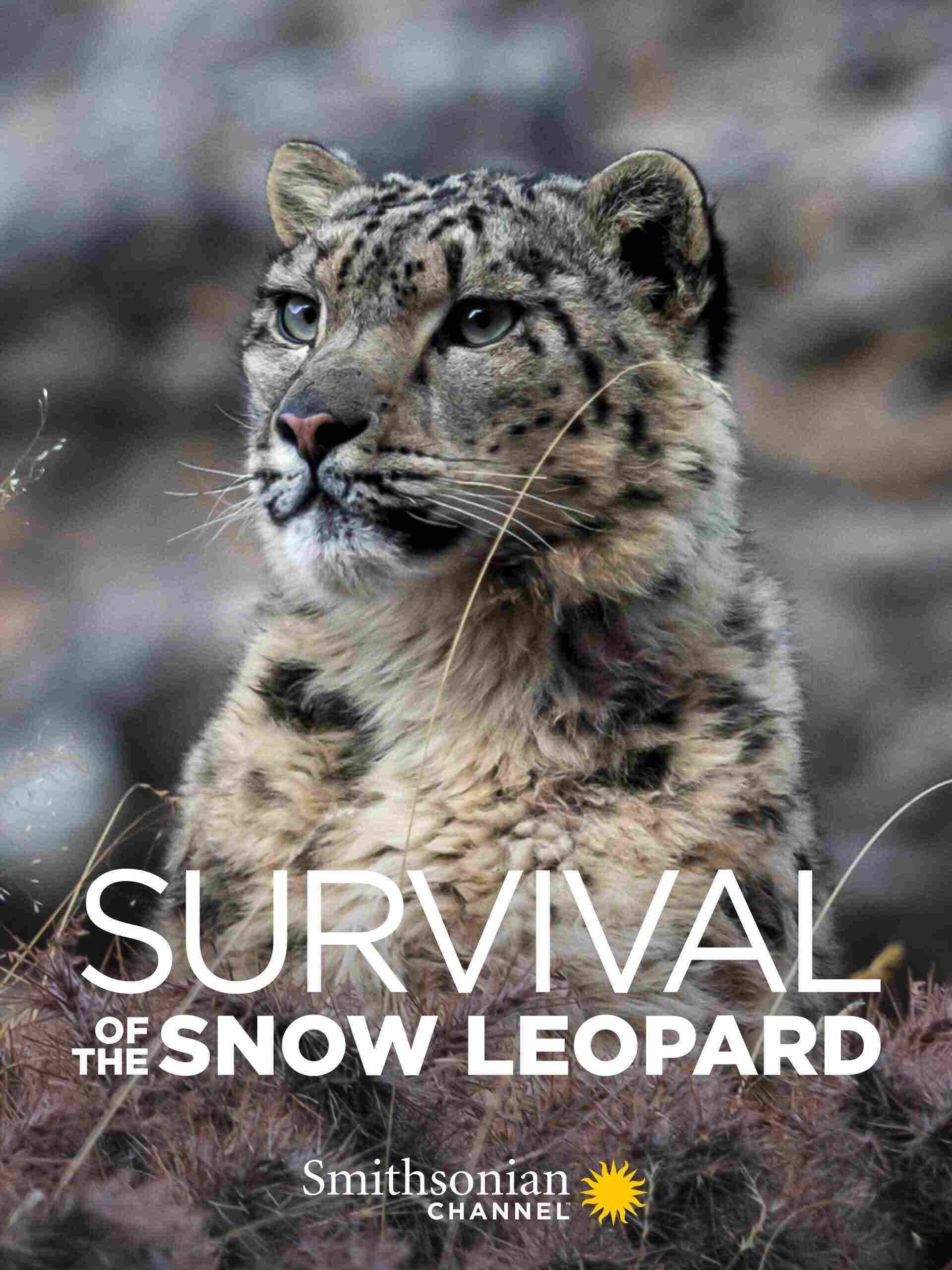 Poster phim Survival Of The Snow Leopard
