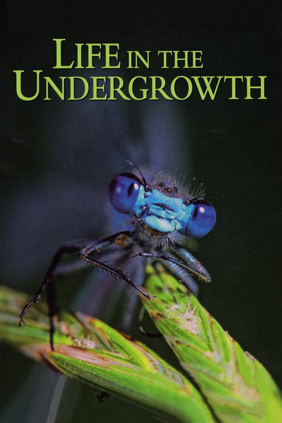 Poster chính thức của phim Phim Tài Liệu "Thế Giới Côn Trùng" (Life in the Undergrowth - 2005), với sự tham gia của diễn viên David Attenborough.
