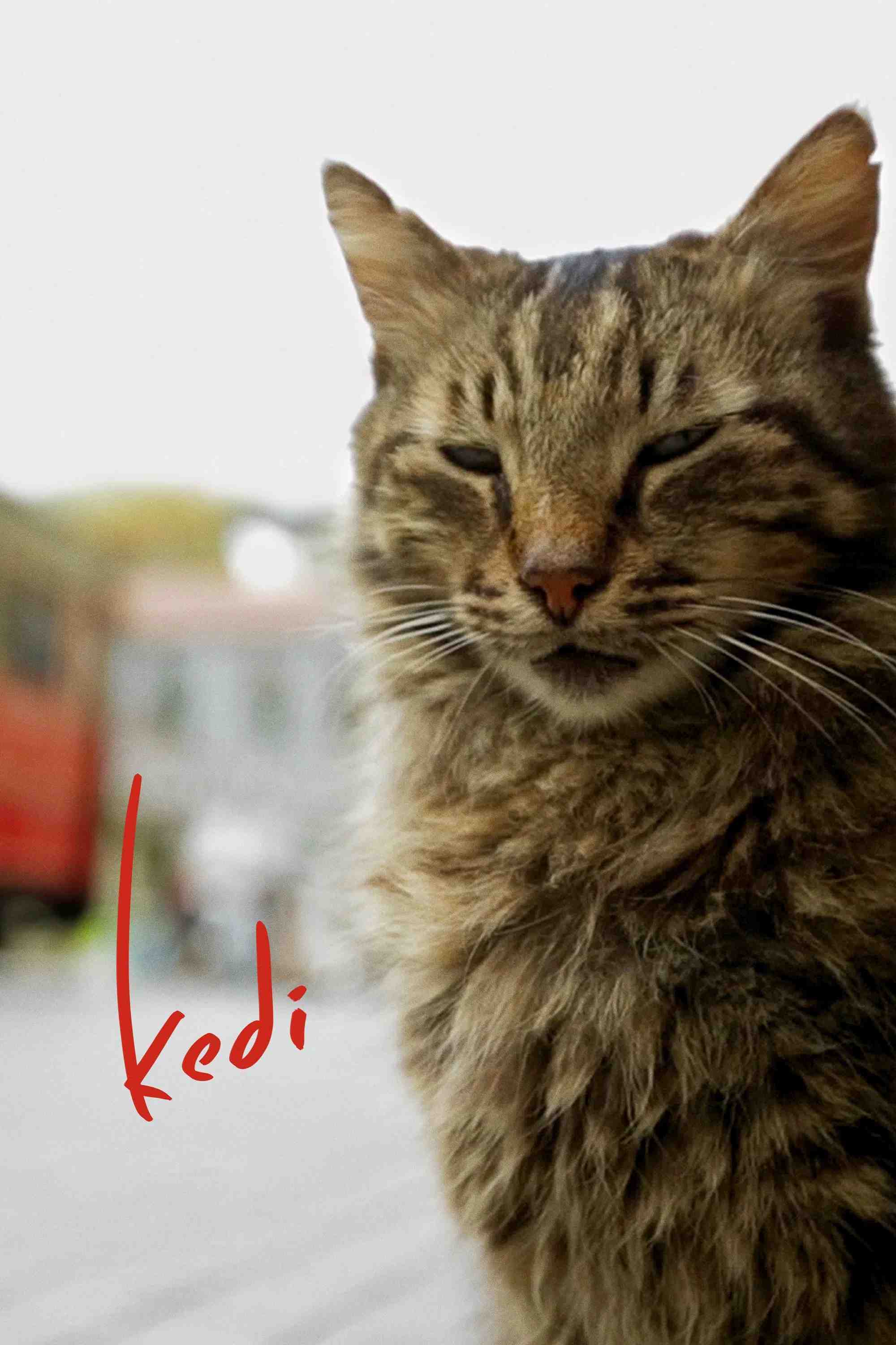 Poster chính thức của phim Phim Tài Liệu "Thế Giới Loài Mèo" (Kedi - 2017), với sự tham gia của diễn viên Bülent Üstün.