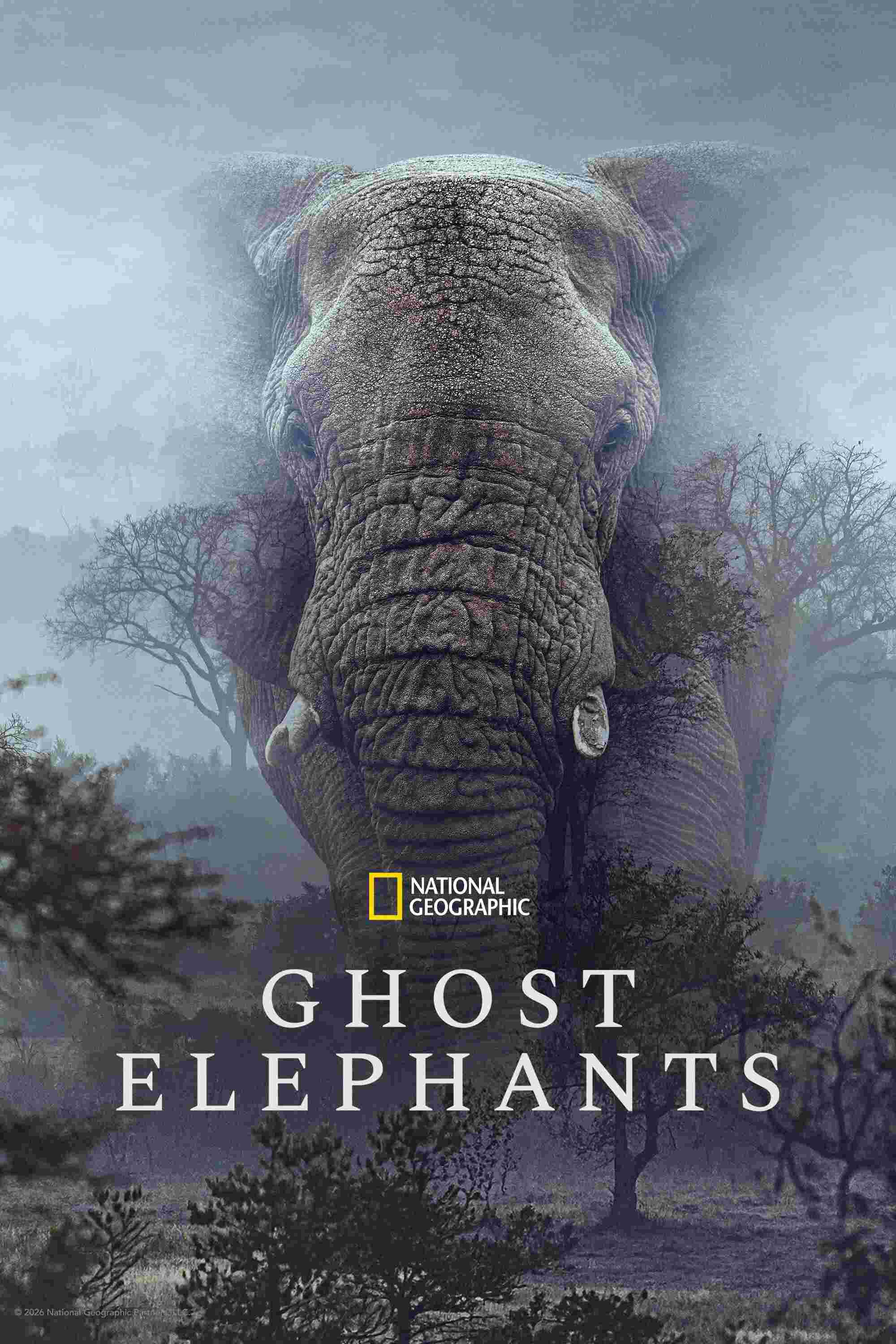 Poster chính thức của phim Phim Tài Liệu "Voi Ma" (Ghost Elephants - 2026), với sự tham gia của diễn viên Werner Herzog và Steve Boyes.