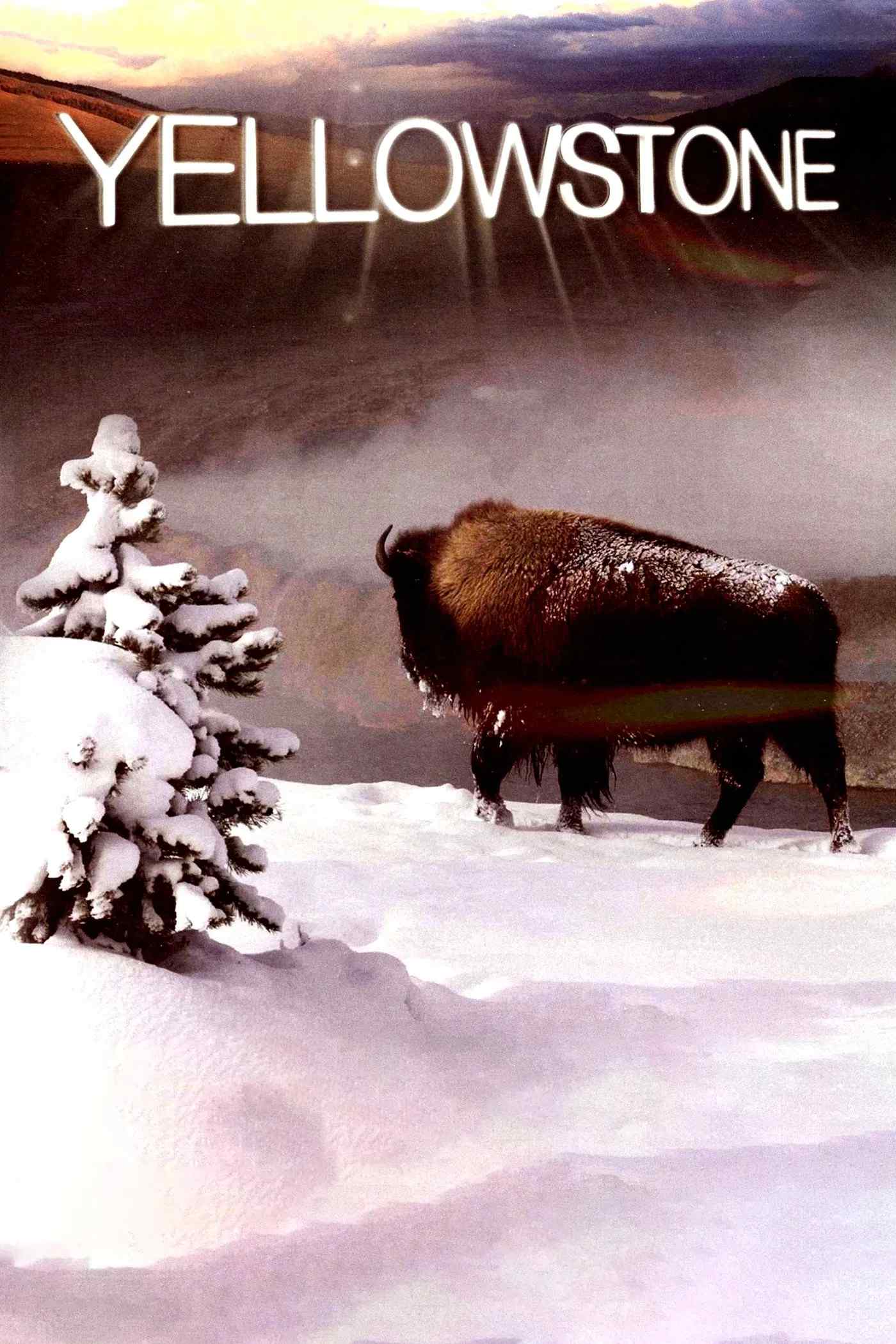 Poster chính thức của phim Phim Tài Liệu "Yellowstone" (Yellowstone - 2009), với sự tham gia của diễn viên Peter Firth.